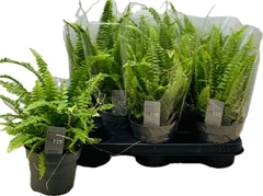 Nephrolepis Green Lady 12Ø 35cm
