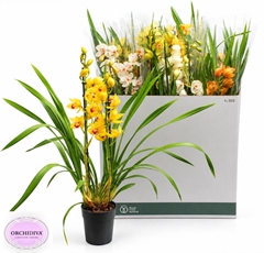 Cymbidium Mixed 14Ø 85cm 2st