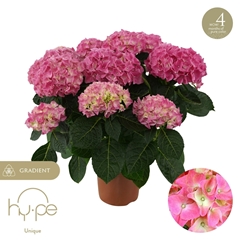 Hydrangea Hi Halo 14Ø 38cm 9bl