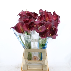 Zantedeschia Bordeaux Art 70cm