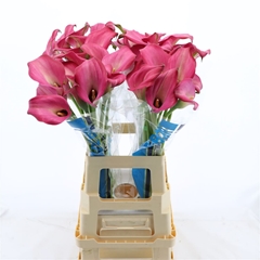 Zantedeschia Zazu 70cm