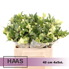 Helleborus Magnificent Bells 40cm