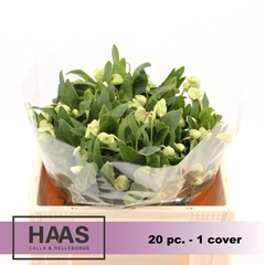 Helleborus Magnificent Bells 30cm