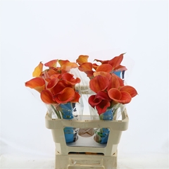 Zantedeschia Sunset Passion 55cm