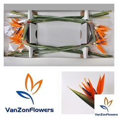 Strelitzia Reginae Flower 80cm 17cm