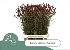 Sanguisorba Officinalis Arnhem 100cm