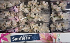 Cymbidium Hms. White Sensation 60cm