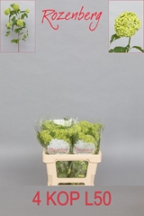 Viburnum Opulus Roseum 50cm 4-hd