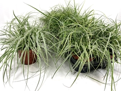 Carex Everest 12Ø 20cm