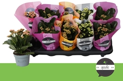 Kalanchoe Double Perfecta Mix 10Ø 24cm
