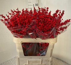 Ilex Verticillata 80cm
