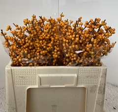 Ilex Verticillata Golden Verboom 50cm