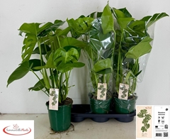 Monstera Deliciosa 19Ø 70cm