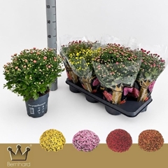 Chrysanthemum Jasoda Mix 15Ø 35cm