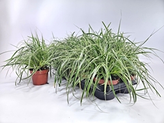 Carex Morrowii 12Ø 15cm