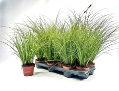 Carex Brunnea 10Ø 25cm