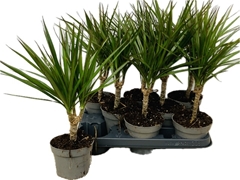 Dracaena 12Ø 45cm