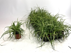Carex Morrowii 8Ø 15cm