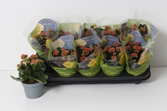 Kalanchoe Double Perfecta Red 10Ø 22cm
