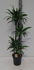 Dracaena Warneckei 27Ø 140cm