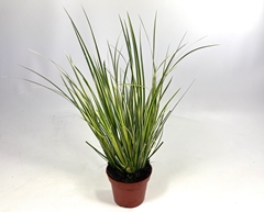 Acorus Aureovariegatus 10Ø 25cm