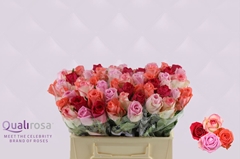 Rosa Pink Panther Mix 35cm