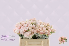 Rosa Spray Bombastic 35cm 3+