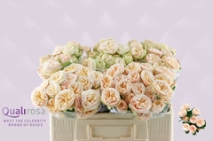 Rosa Spray Gentle Trendsetter 50cm 3+