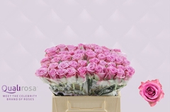 Rosa Thriller 35cm