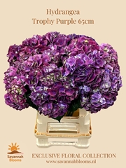 Hydrangea Trophy 65cm 18cm Hd
