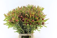 Leucadendron Ayoba Cherry Pearl 70cm Spray