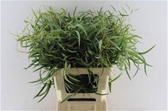 Eucalyptus Nicholii 60cm 200gr.