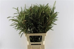 Grevillea Ivanhoe Bronze 70cm