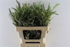 Grevillea Ivanhoe Bronze 55cm
