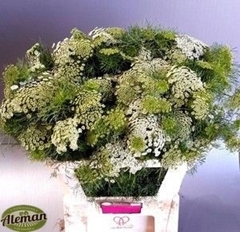 Ammi Visnaga Casablanca 80cm