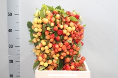 Malus Red Sentinel Per Stem 50cm