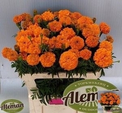 Tagetes Promise Orange 80cm