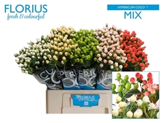 Hypericum Coco Mix 60cm