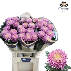 Chrysanth Single Bigoudi Pink 80cm 105gr.