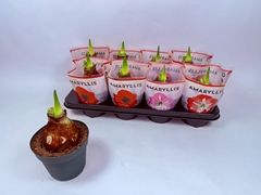 Hippeastrum Mix 14Ø 20cm