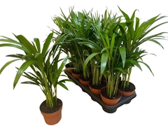 Dypsis Lutescens 12Ø 45cm