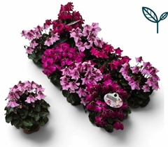 Cyclamen Super Serie Pettico 10Ø 20cm