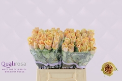 Rosa Golden Mustard 40cm