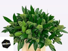 Skimmia Kew Green Per Bunch 45cm