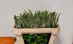 Lysimachia Elisabeth 70cm