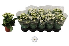 Kalanchoe Double Rosalina Don Dione 12Ø 27cm