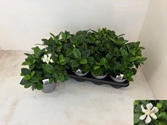 Gardenia 13Ø 25cm