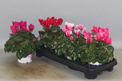 Cyclamen Super Serie Xl 13Ø 30cm