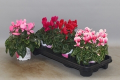 Cyclamen Super Serie Xl 13Ø 30cm