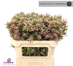 Leucadendron Ayoba Star Pearl 70cm Spray